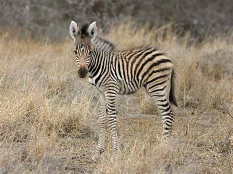 Zebra Foal Equus Quagga Standing Side On