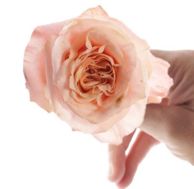 Garden Rose Shimmer - Toronto Bulk Flowers Wholesale Flower Canada