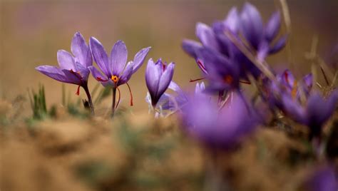 In Pictures: Kashmiri Saffron in Tata’s Basket