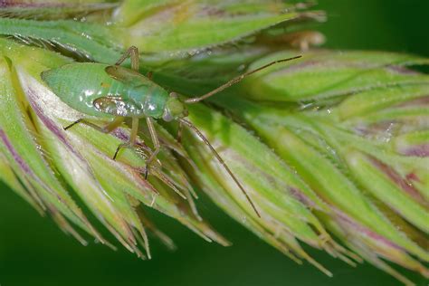 Zweifleck Weichwanze Stenotus Binotatus Zweifleck We Flickr