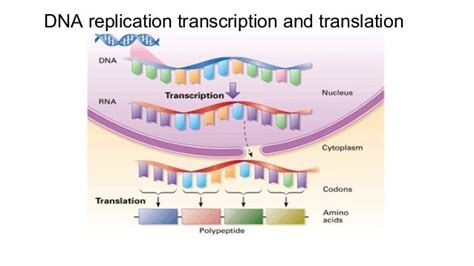 Dna Replication Transcription And Translation