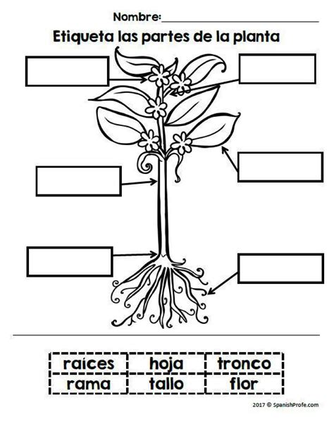 Plantas En Espa Ol Plants In Spanish Partes De La Planta Prueba De