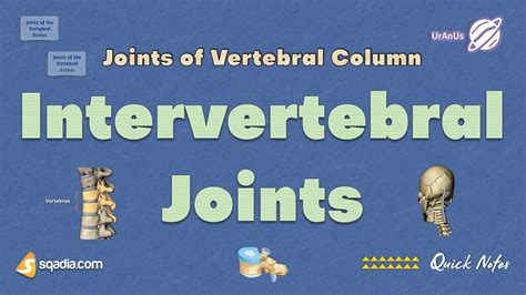 Intervertebral Joint