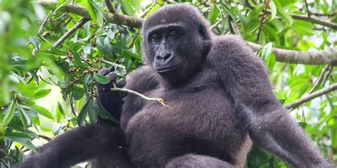 Congo Safari Experience Saso Gorilla Safaris Uganda