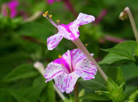 Daftar Macam Macam Flora Identitas Provinsi Di Indonesia