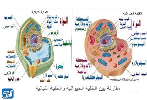 مطوية عن الخلايا النباتية والحيوانية محتوى