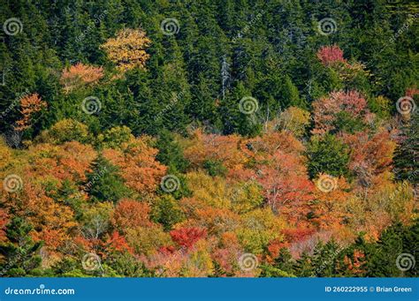 Fall Leaves of Deciduous Trees in a Forest of Conifers Stock Image - Image of parkland, acadia ...