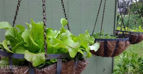 Growing Lettuce in Containers to Eliminate Pest Damage