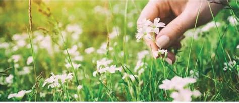 Balade cueillette découverte des plantes sauvages comestibles