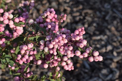 Candy Coralberry