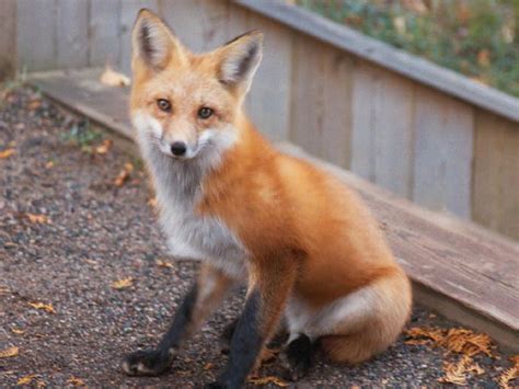 Fox
