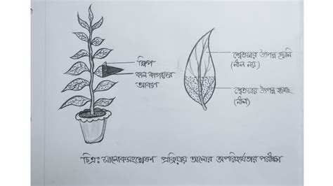 Ssc Biology Practical উদভদর সলকসশলষণ পরকরযয আল ও