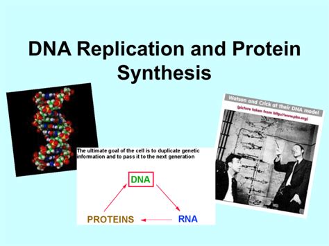 Dna Replication And Protein Synthesis