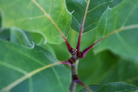 Red Oak Bud 2 Ontario Native Plant Nursery Container Grown 705