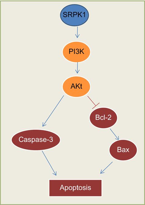 Map Of Molecular Mechanisms Involved In SRPK1 Regulation In The