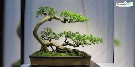 Bonsai Jenis Dan Tips Membuatnya