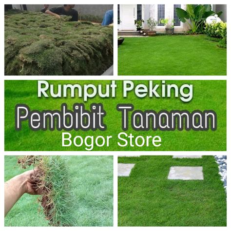 RUMPUT JEPANG RUMPUT PEKING (1 METER) | Halmall