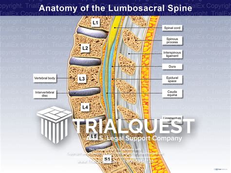 Anatomy Of The Lumbosacral Spine Trialquest Inc