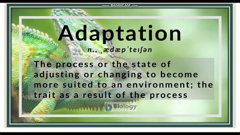 Adaptation - definition & meaning - YouTube