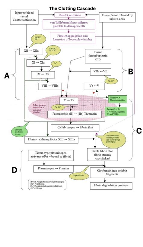 Clotting Cascade Diagram : r/Residency