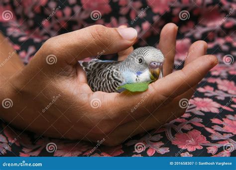 What Do You Feed A Baby Budgie - legverse