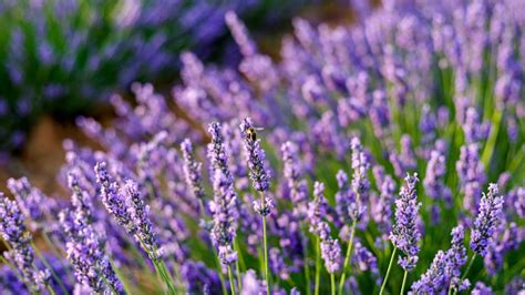 Lavanda Te Ense Amos A Cuidarla Marie Claire