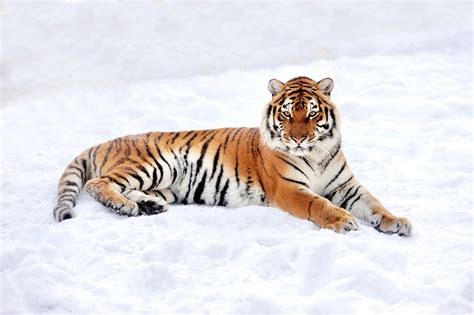 838031 4k Big Cats Tigers Snow Rare Gallery Hd Wallpapers