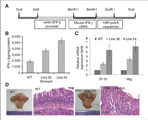 Figure 1 from IFN γ inhibits gastric carcinogenesis by inducing