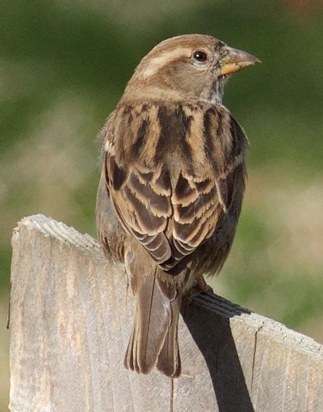 Invasive Species Spotlight: The House Sparrow - The Downstream Network