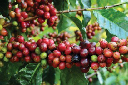 Coffee Crops