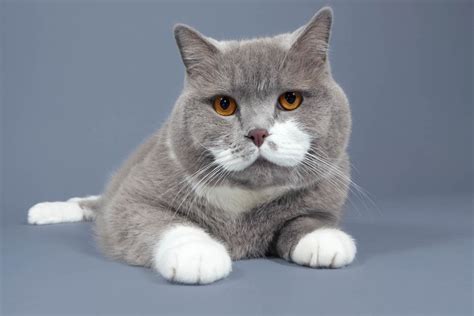 Stocky Cat Breeds Atelier Yuwaciaojp