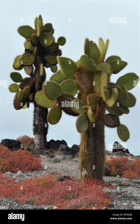 Tree Like Cactus Hi Res Stock Photography And Images Alamy