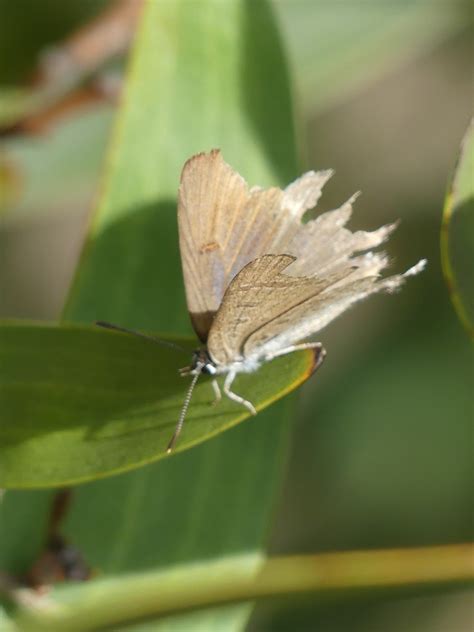 Amethyst Hairstreak From Riddells Creek Vic Australia On February