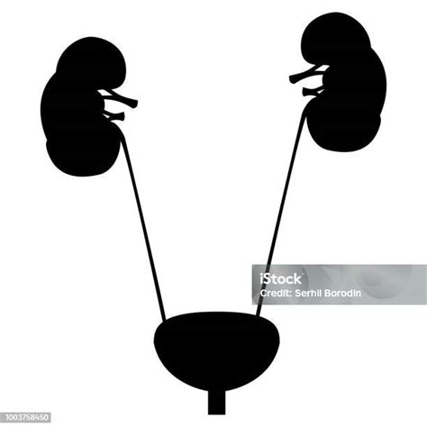 방광과 신장 검은 블랙 아이콘 건강관리와 의술에 대한 스톡 벡터 아트 및 기타 이미지 건강관리와 의술 과학 내부 Istock