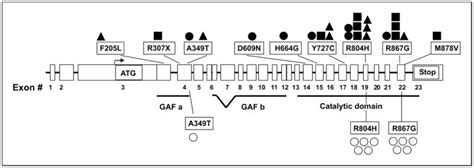 Phosphodiesterase 11a Pde11a And Genetic Predisposition To