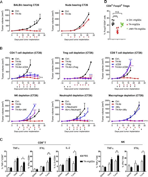 CD8 T Cells And NK Cells Are Required For T4 Ab Mediated Tumor