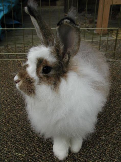 French Angora Rabbit. Good for wool like any other angora, but also decent for meat and without ...