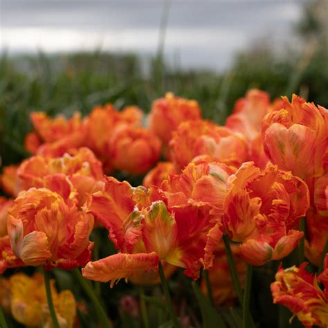 Tulip Parrot King – Floret Library