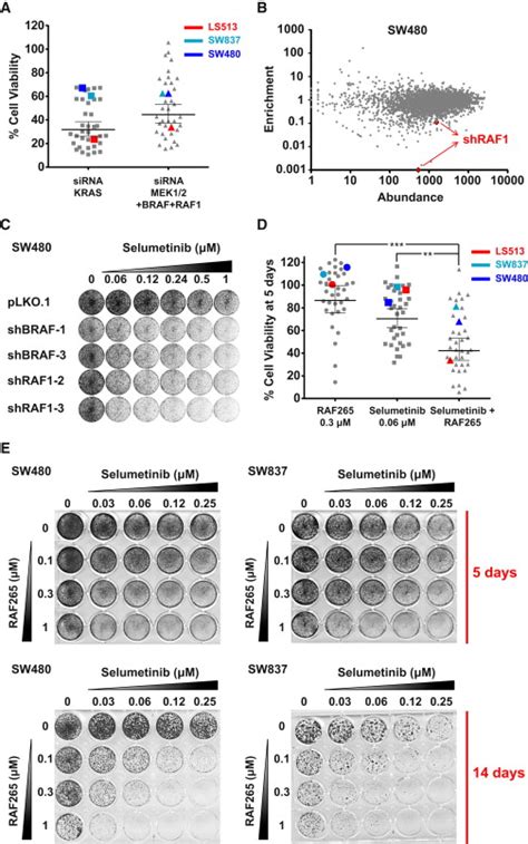 KRAS Mutant CRC Cell Lines Are Sensitive to Cosuppression of MEK1/MEK2 ...