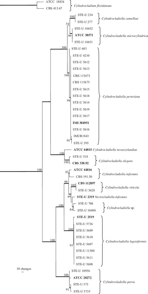 One Of 16 Most Parsimonious Trees Obtained From The Combined Its Download Scientific Diagram