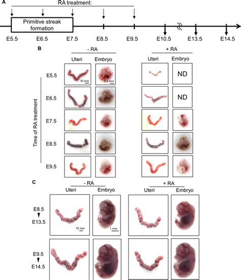 In Vivo Effects Of Retinoic Acid On Early Mouse Embryogenesis A