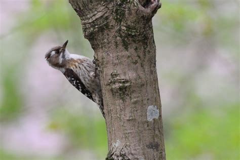 Japanese Pygmy Woodpecker Kyoto Japan Mat D Flickr