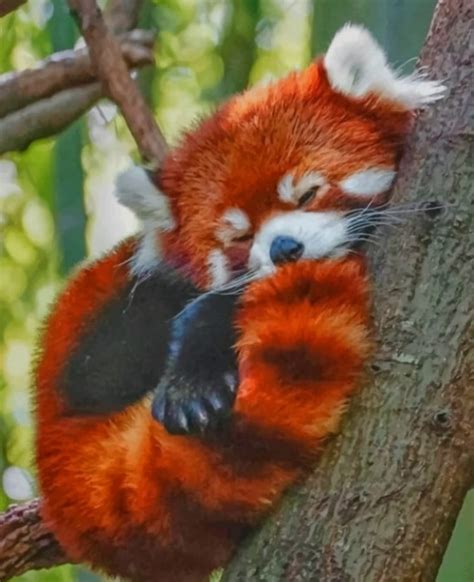 Red Panda Sleeping