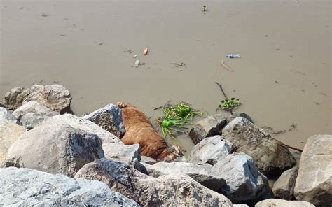 Además de palizada corriente del río Pánuco arrastra vacas muertas a