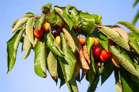 12 Cherry Tree Pests and Diseases You Need to Watch For