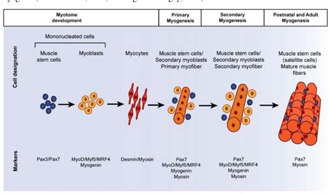 Pdf Studying Laminins In Skeletal Muscle Development Regulators Of