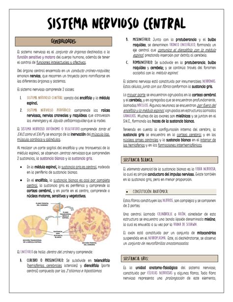 1 Sistema Nervioso Central 1 El Sistema Nervioso Es El Conjunto De