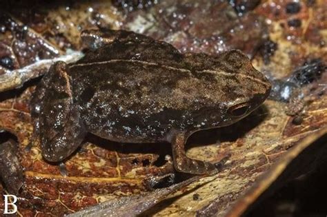 Newly Discovered Frog Species In Madagascar Already