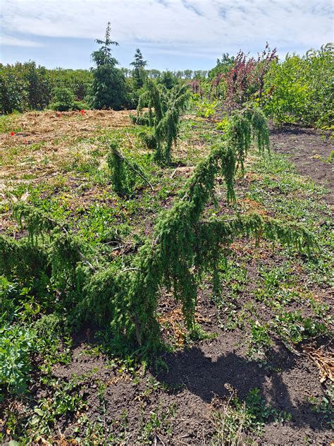 Можжевельник обыкновенный Хорстманн. Juniperus communis Horstmann ...