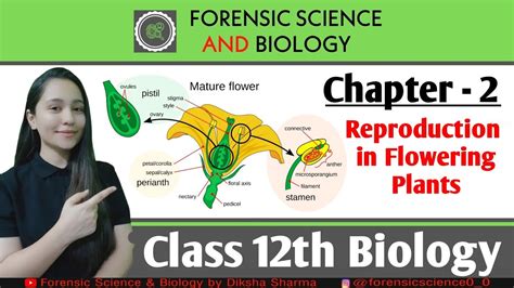 Class 12th Biology Chapter 2 Reproduction In Flowering Plants Youtube